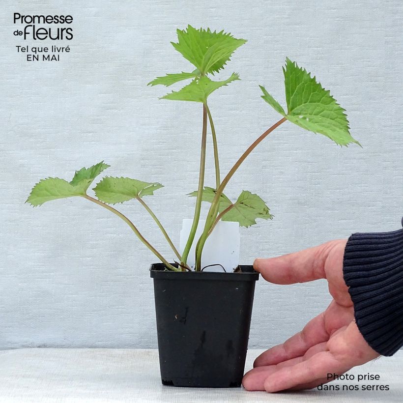 Exemplar von Ligularia stenocephala The Rocket - Kerzen-Goldkolben Kleine Töpfe von 8/9 cm wie im Frühjahr geliefert