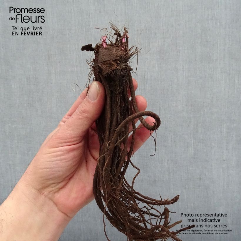 Exemplar von Ligularia hessei Lanternchern - Hesses-Goldkolben Wurzelnackt wie im Winter geliefert