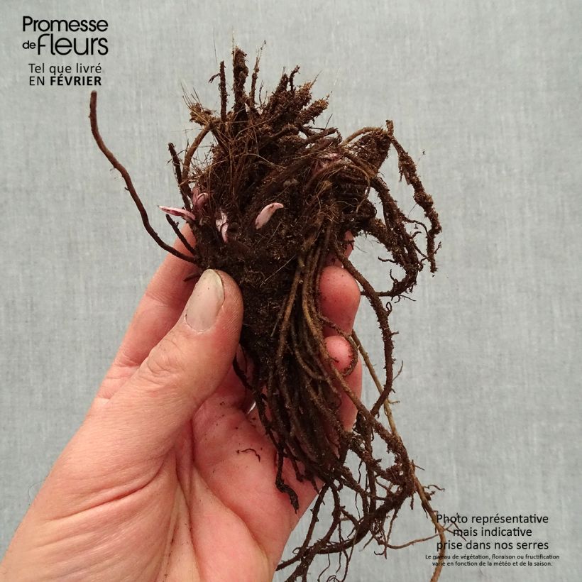 Exemplar von Ligularia dentata Little Golden Ray - Strauß-Goldkolben Wurzelnackt wie im Winter geliefert