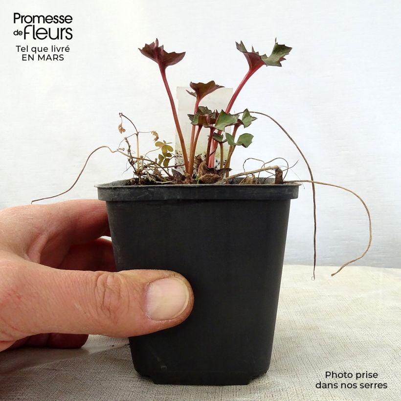 Exemplar von Ligularia Osiris Fantaisie - Goldkolben Kleine Töpfe von 8/9 cm wie im Frühjahr geliefert