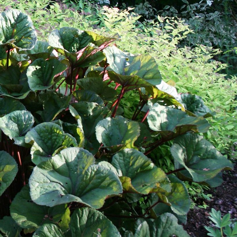 Ligularia dentata Othello - Strauß-Goldkolben (Plant habit)