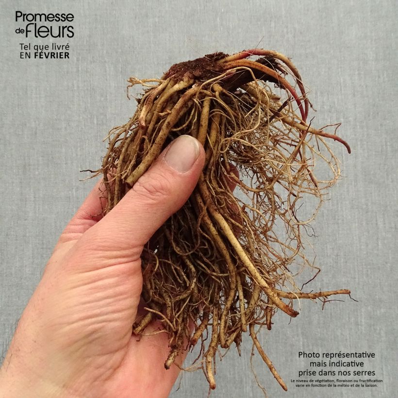 Example of Ligularia dentata Othello - Strauß-Goldkolben Wurzelnackt as you get in hiver