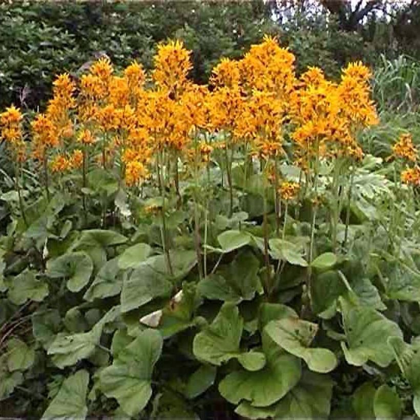 Ligularia hessei - Hesses-Goldkolben (Wuchs)