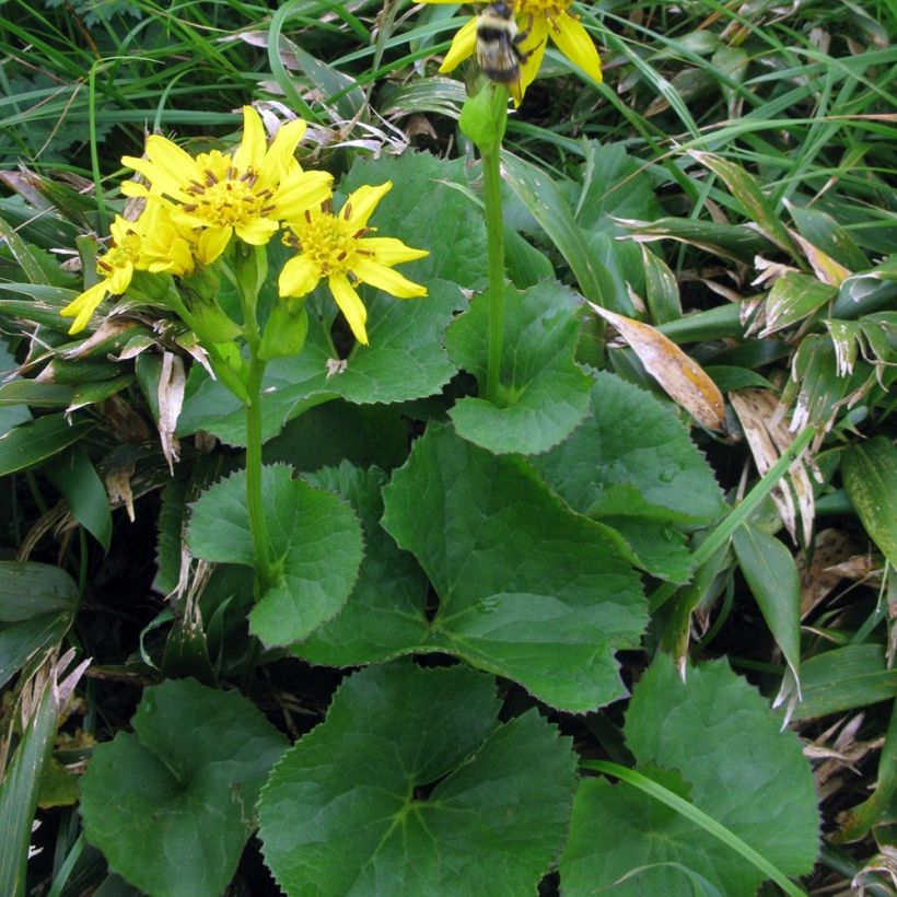 Ligularia hodgsonii - Goldkolben (Wuchs)