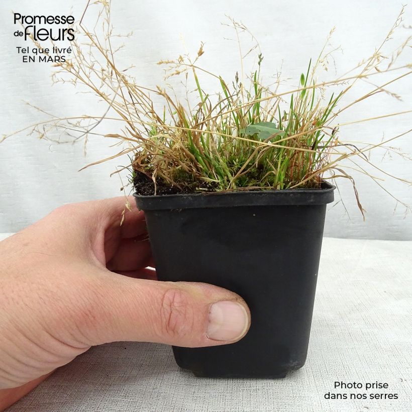 Exemplar von Ligularia hodgsonii - Goldkolben Kleine Töpfe von 8/9 cm wie im Frühjahr geliefert