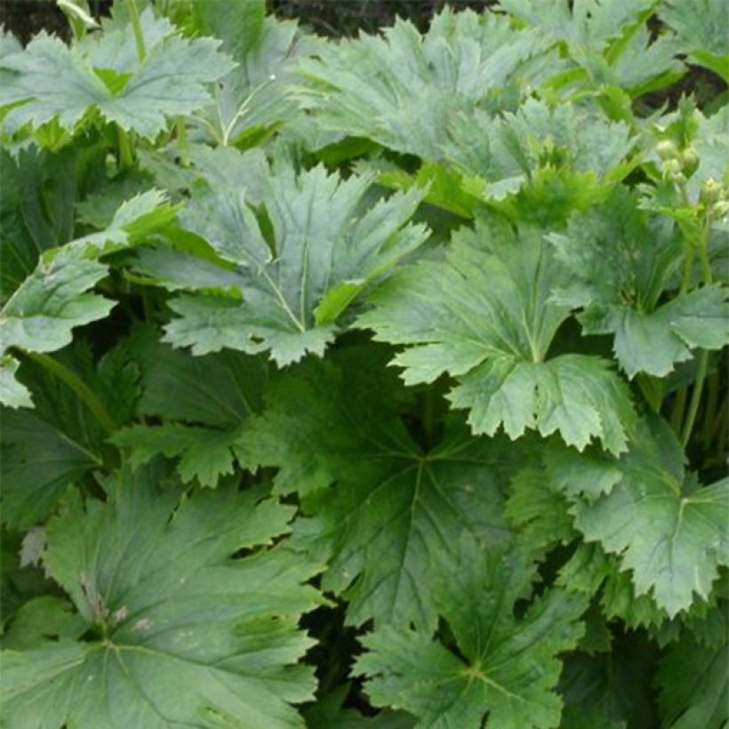 Ligularia palmatiloba - Palmblatt-Goldkolben (Laub)