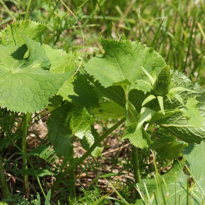 Ligularia stenocephala - Kerzen-Goldkolben (Laub)