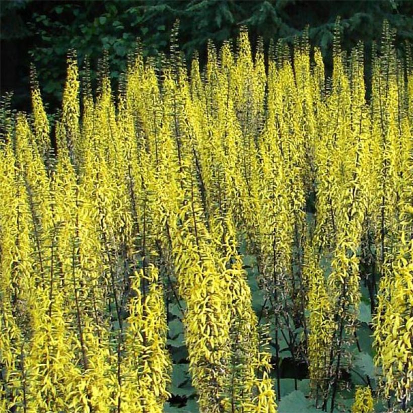 Ligularia stenocephala - Kerzen-Goldkolben (Blüte)