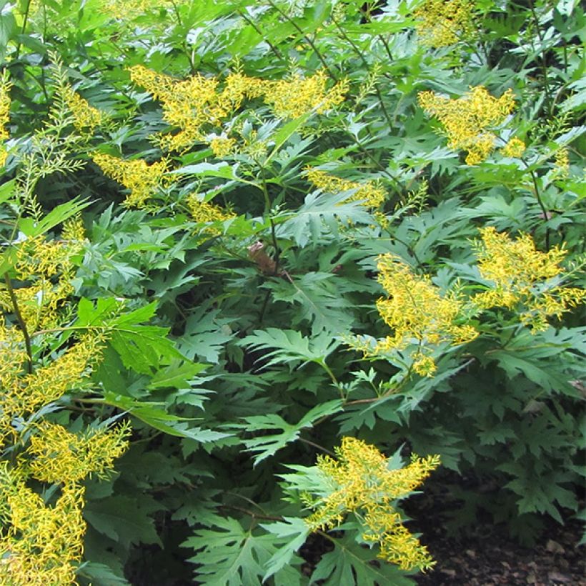 Ligularia tangutica - Goldkolben (Wuchs)