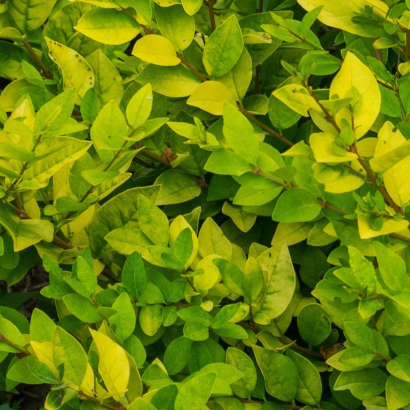 Gelblaubiger Liguster - Ligustrum vicaryi (Foliage)