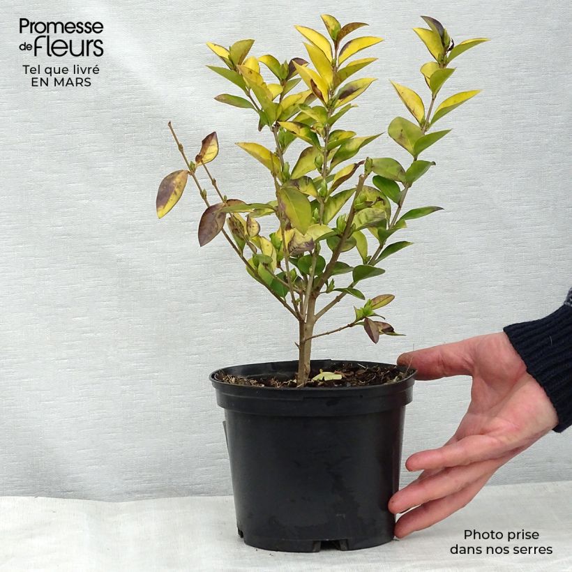 Example of Gelblaubiger Liguster - Ligustrum vicaryi Topf mit 2L/3L as you get in printemps