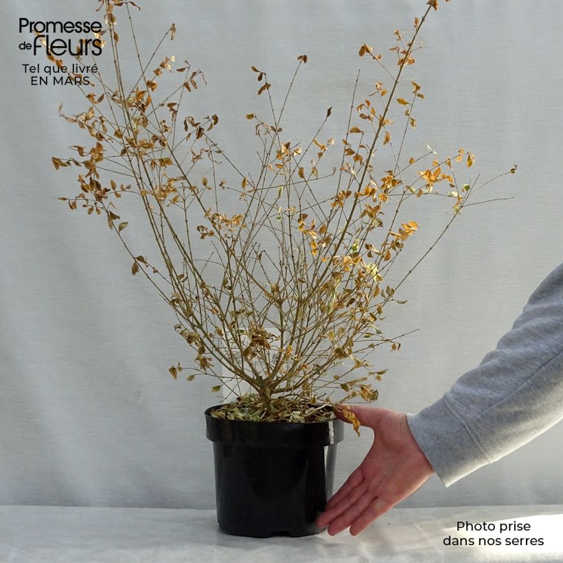 Example of Liguster Musli - Ligustrum ibota Topf mit 3L/4L as you get in printemps