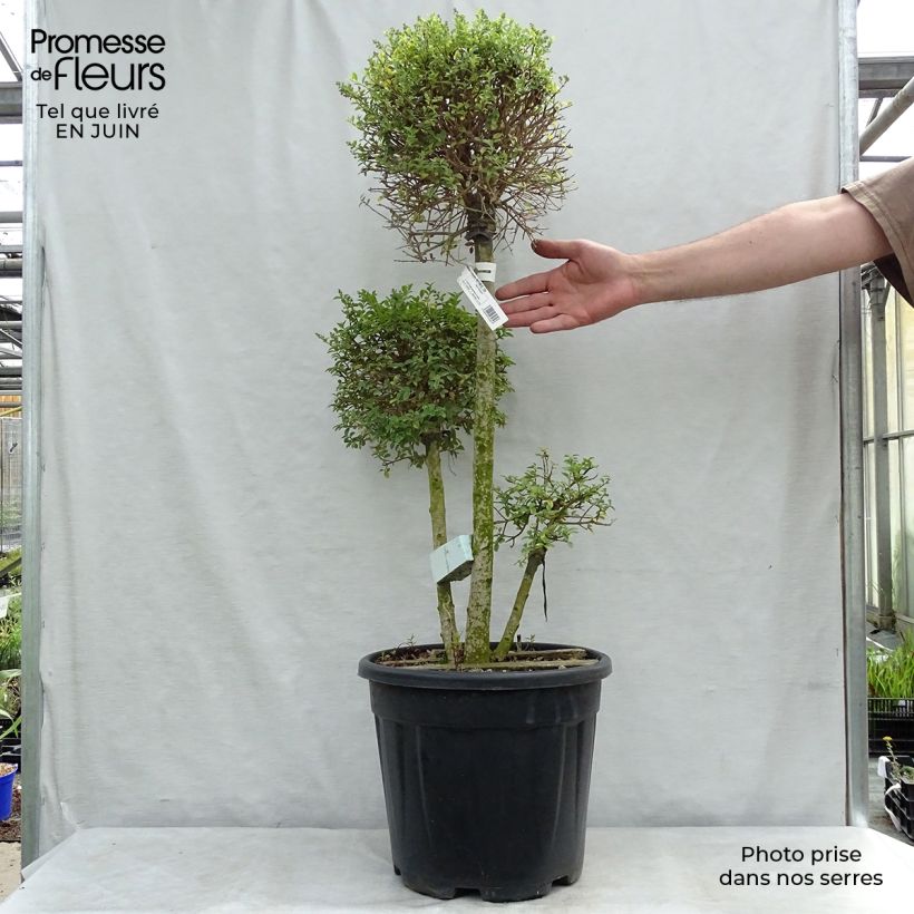 Exemplar von Liguster - Ligustrum jonandrum Topf mit 7,5L/10L wie im Sommer geliefert
