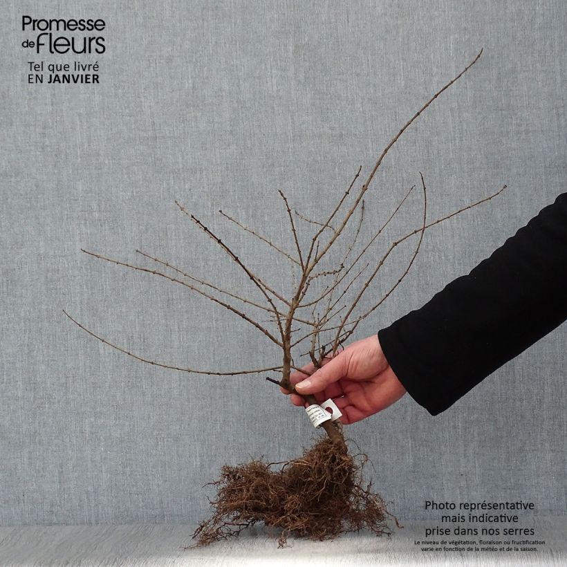 Exemplar von Stumpfblättriger Liguster Regelianum - Ligustrum obtusifolium Wurzelnackt wie im Winter geliefert