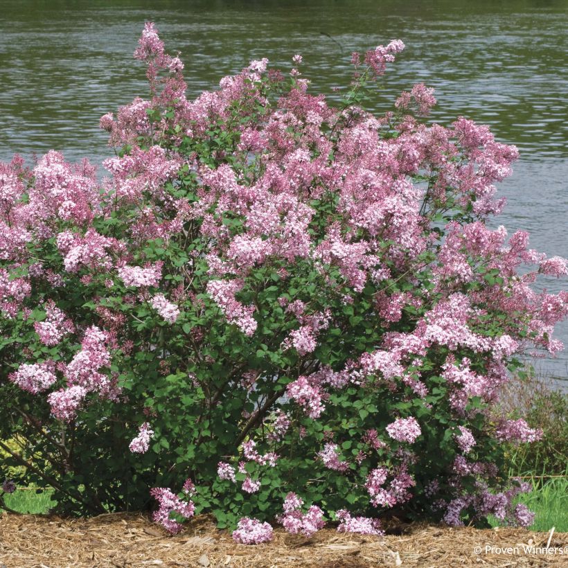 Syringa Pink Perfume - Zwerg-Duftflieder (Wuchs)