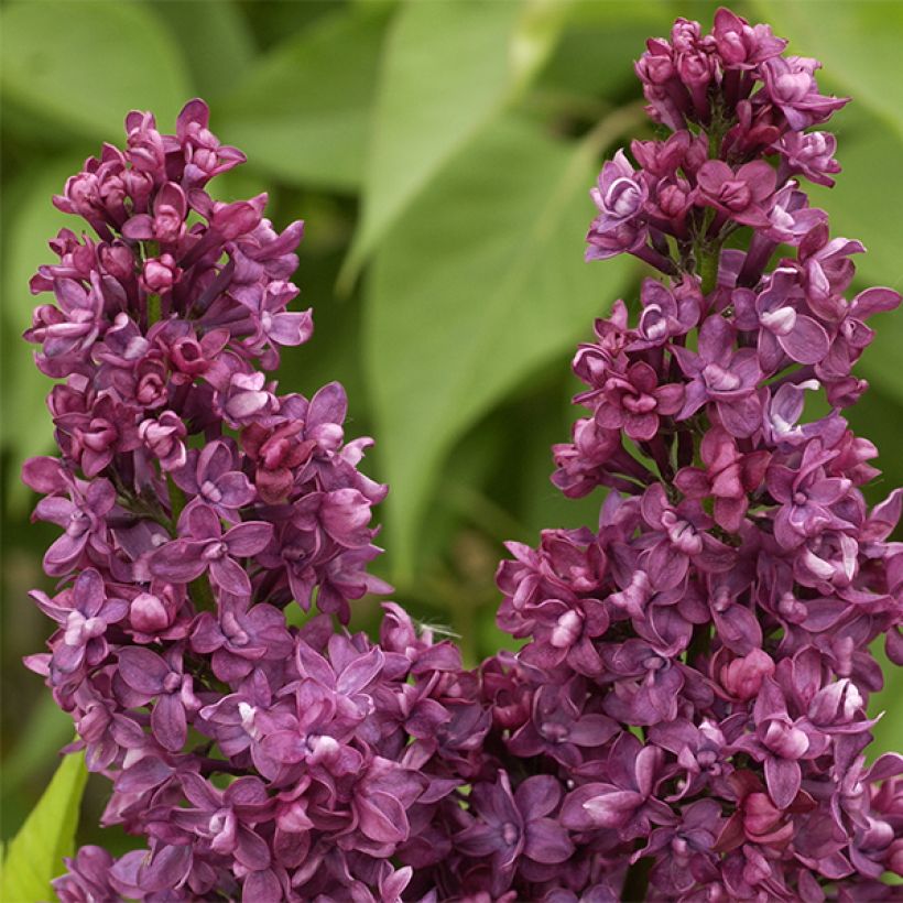 Edelflieder Charles Joly - Syringa vulgaris (Flowering)