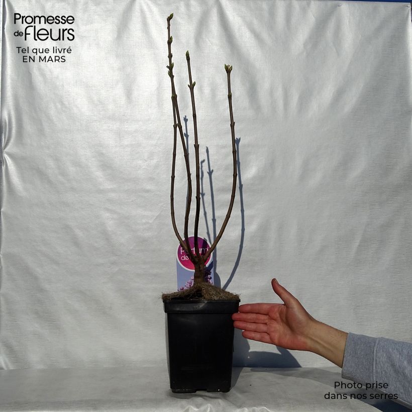 Example of Edelflieder Sensation - Syringa vulgaris Topf mit 3L/4L, Strauch as you get in printemps