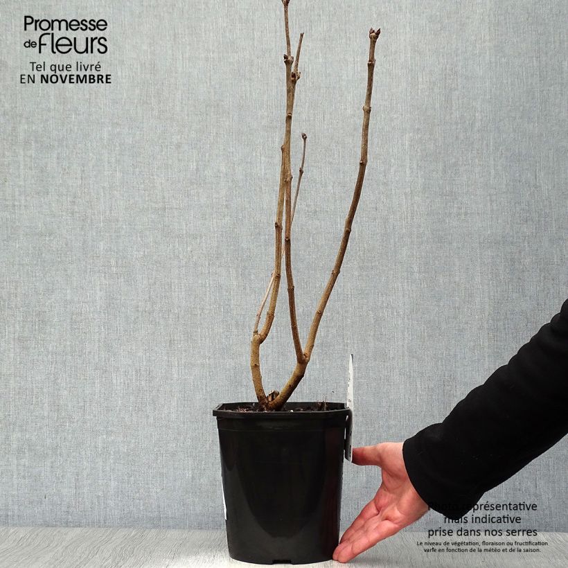 Exemplar von Edelflieder Sensation - Syringa vulgaris Topf mit 3L/4L, Strauch wie im Herbst geliefert