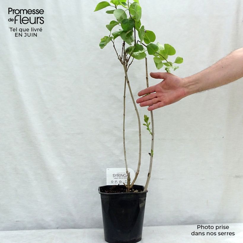 Exemplar von Edelflieder Belle de Nancy - Syringa vulgaris Topf mit 3L/4L wie im Sommer geliefert