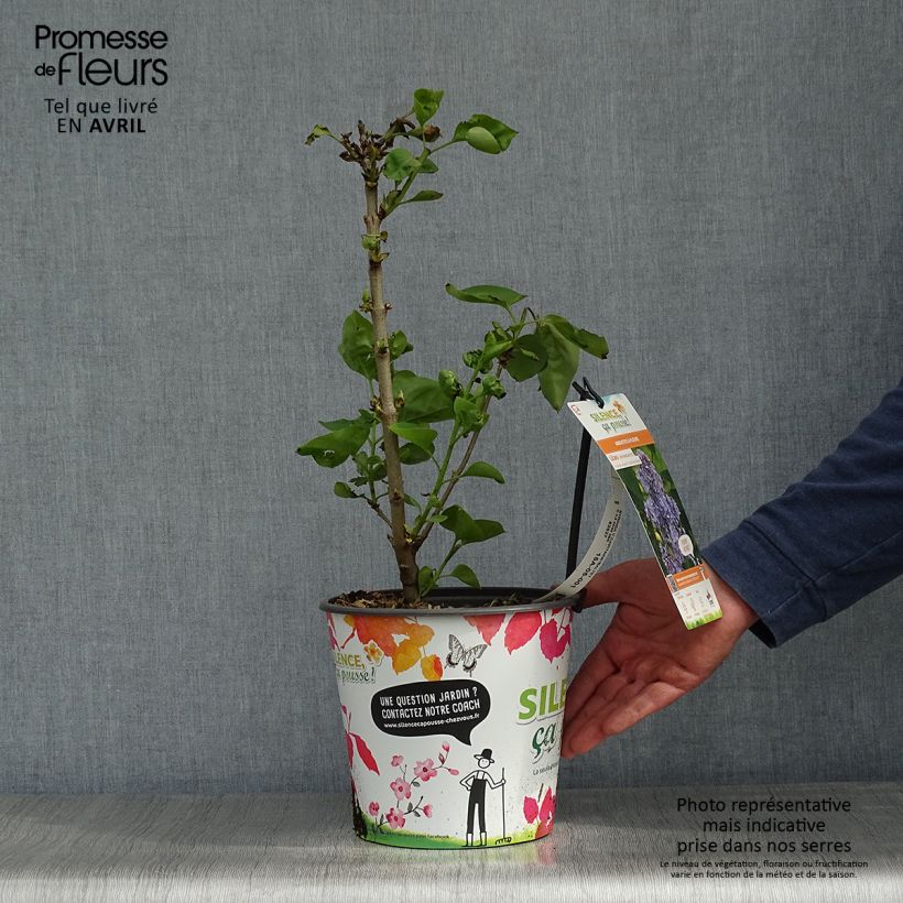 Example of Edelflieder Capitaine Baltet - Syringa vulgaris Topf mit 4L/5L as you get in printemps