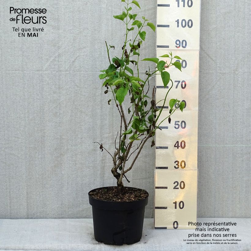 Exemplar von Edelflieder Madame Lemoine - Syringa vulgaris Topf mit 7,5L/10L wie im Frühjahr geliefert