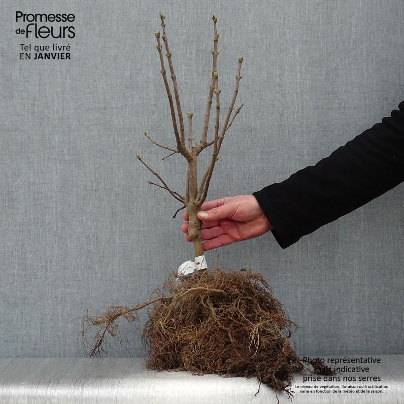 Exemplar von Edelflieder Michel Buchner - Syringa vulgaris Wurzelnackt, Strauch wie im Winter geliefert