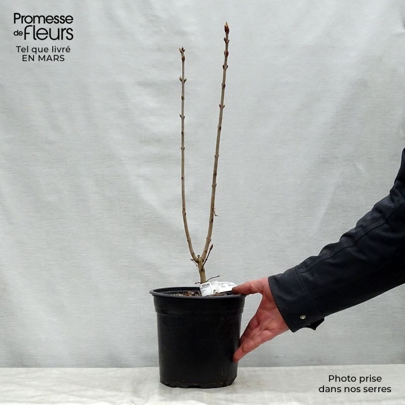 Example of Edelflieder Prince Wolkonsky - Syringa vulgaris Topf mit 3L/4L as you get in printemps