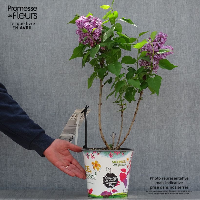 Example of Edelflieder Princesse Sturdza - Syringa vulgaris Topf mit 4L/5L as you get in printemps
