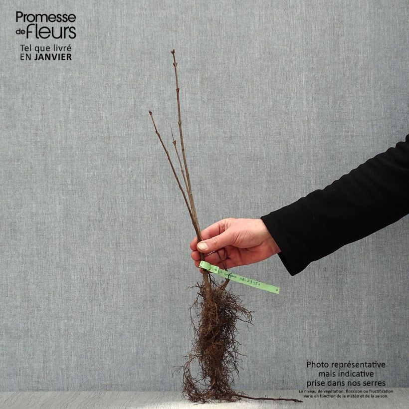 Exemplar von Edelflieder - Syringa vulgaris Wurzelnackt wie im Winter geliefert