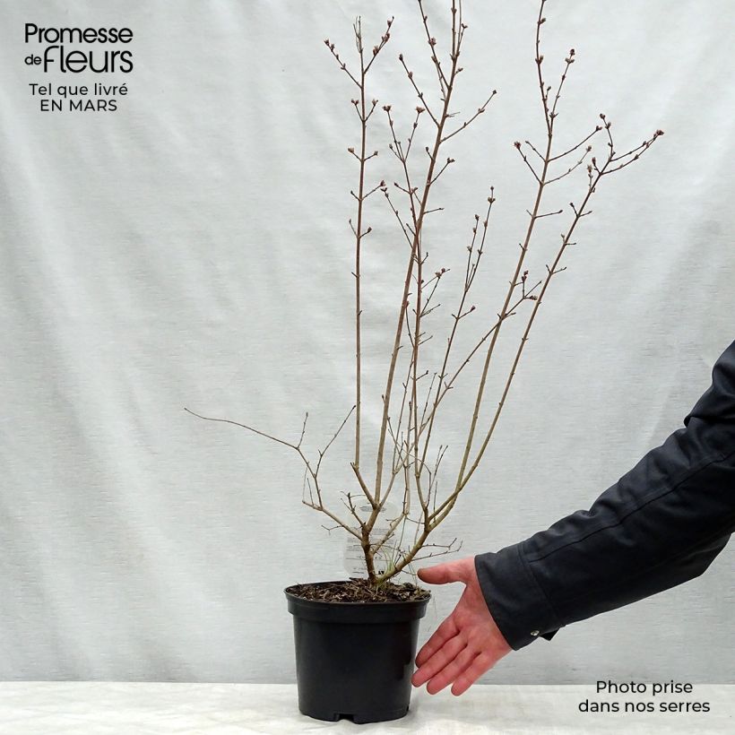 Example of Zwerg-Flieder Red Pixie - Syringa microphylla Topf mit 3L/4L as you get in printemps