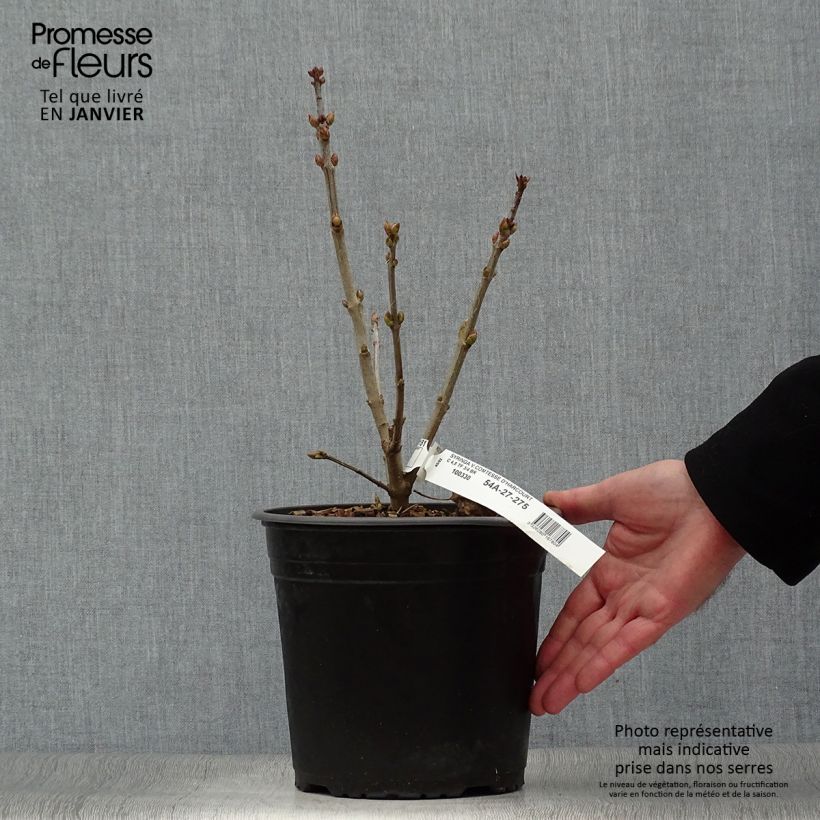 Exemplar von Lilas commun - Syringa vulgaris Comtesse D'harcourt Pot de 4L/5L wie im Winter geliefert
