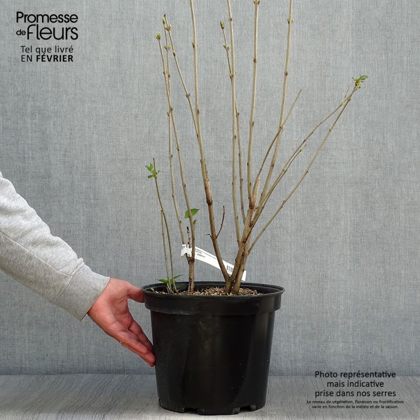 Exemplar von Edelflieder Konchalovskii - Syringa vulgaris Topf mit 7,5L/10L wie im Herbst geliefert