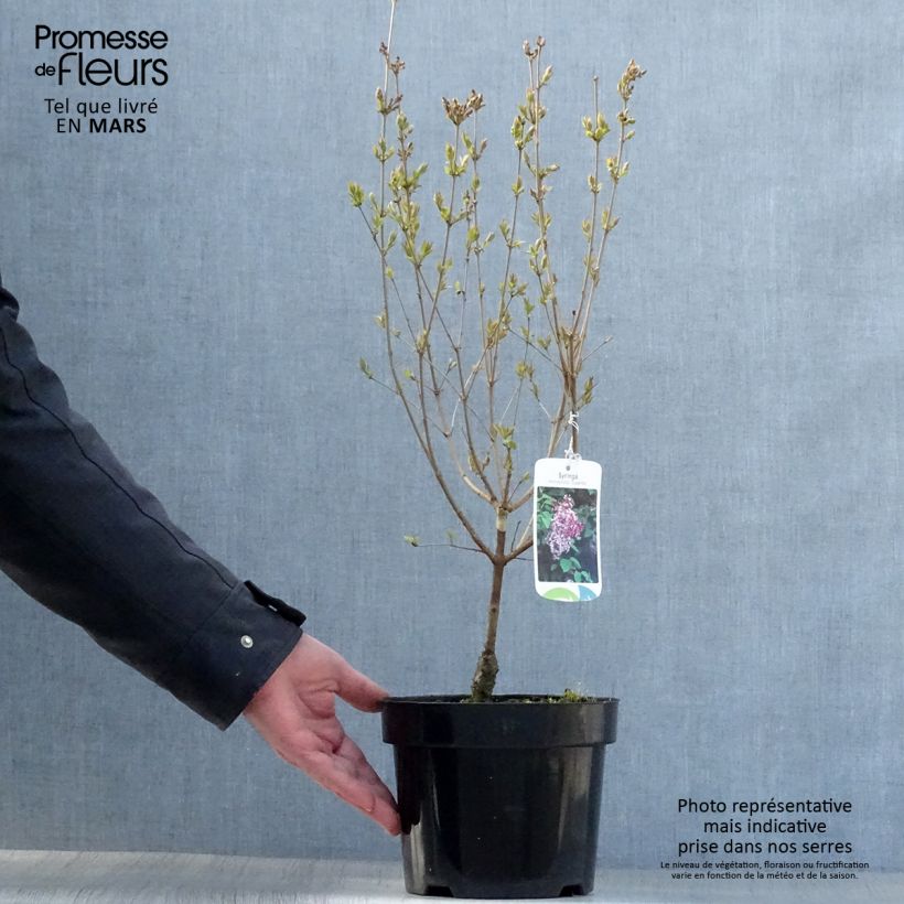 Example of Zwerg-Flieder Superba - Syringa microphylla Topf mit 2L/3L as you get in printemps