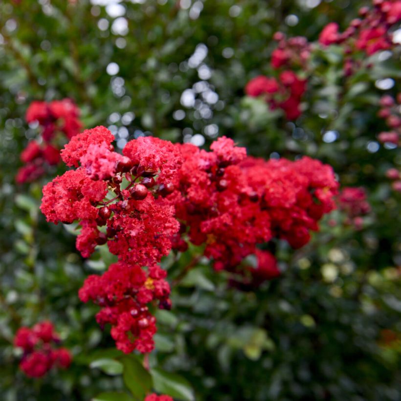 Chinesische Kräuselmyrte Ruffled Red Magic - Lagerstroemia (Blüte)
