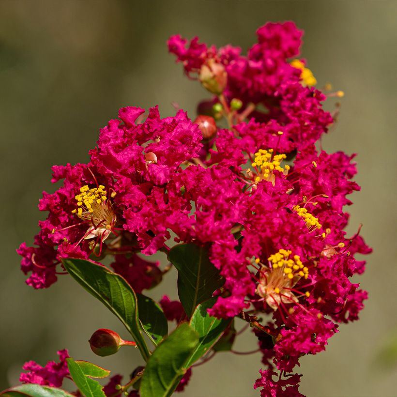 Chinesische Kräuselmyrte Caroline Beauty - Lagerstroemia (Flowering)
