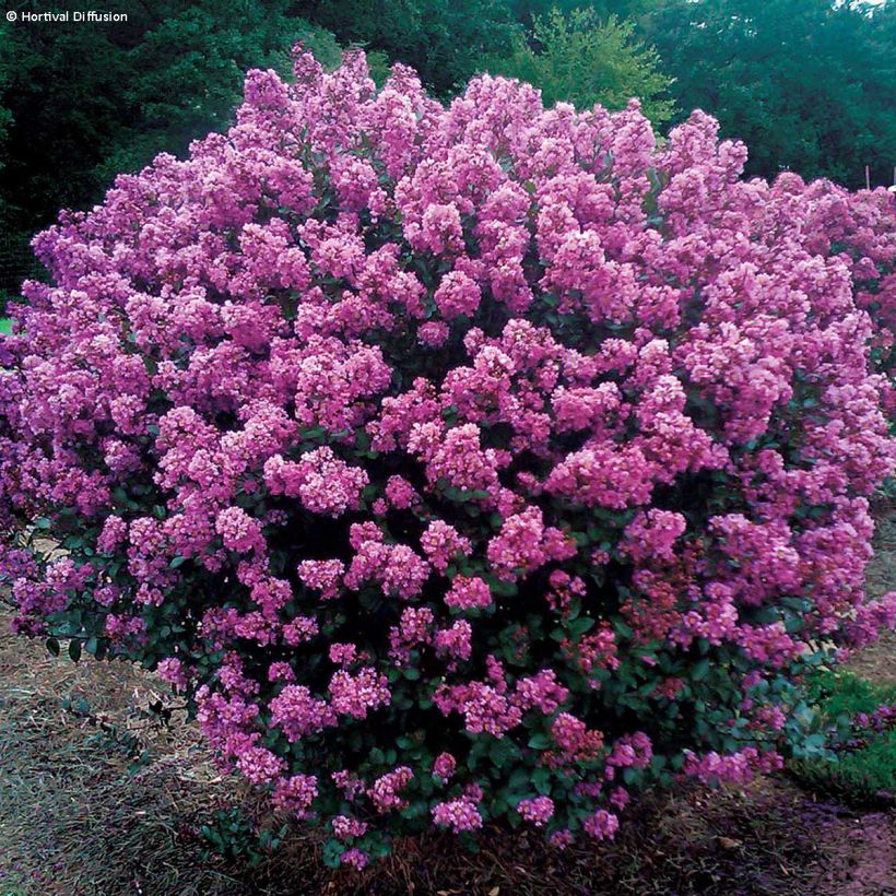 Chinesische Kräuselmyrte Enduring Lavender - Lagerstroemia (Wuchs)