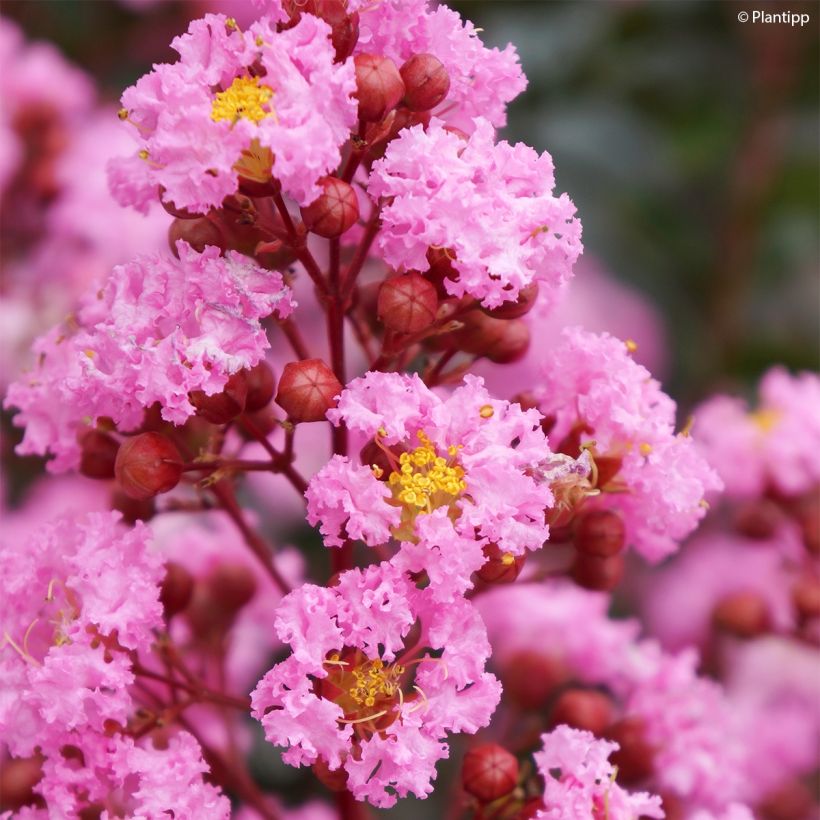 Chinesische Kräuselmyrte Eveline - Lagerstroemia (Flowering)
