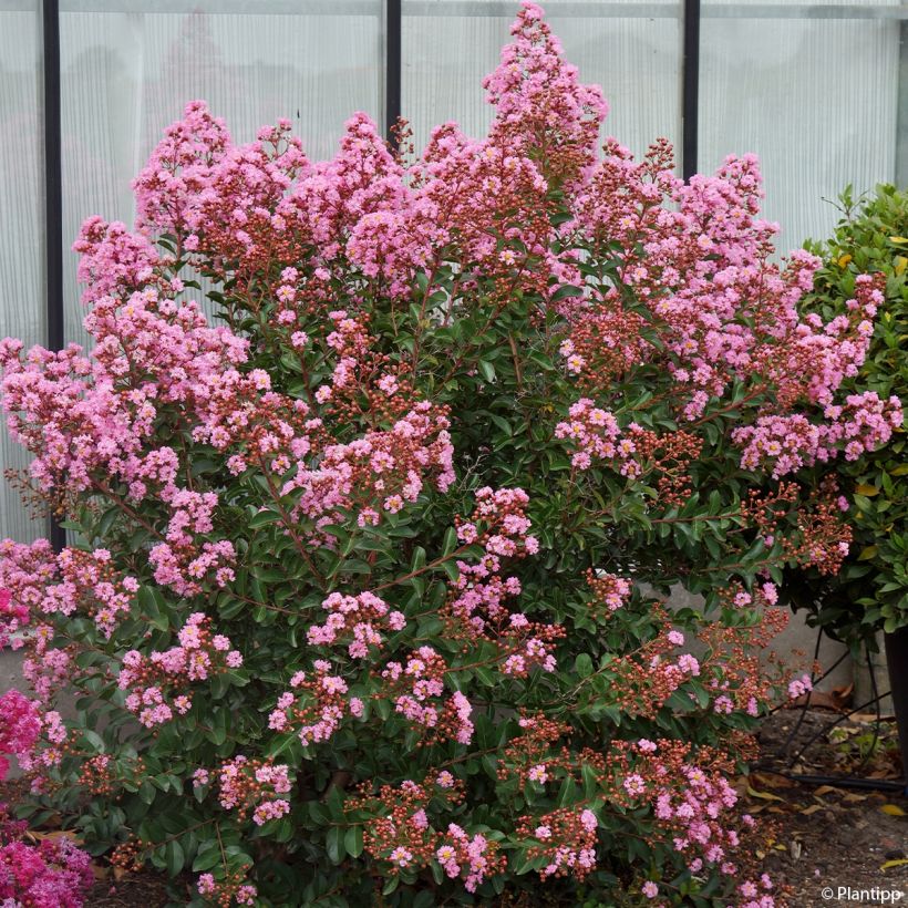 Chinesische Kräuselmyrte Eveline - Lagerstroemia (Plant habit)