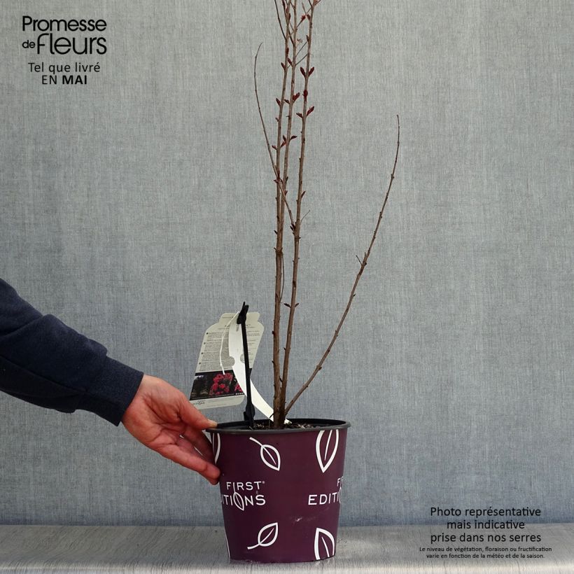 Example of Chinesische Kräuselmyrte Midnight Magic - Lagerstroemia Topf mit 3L/4L as you get in printemps