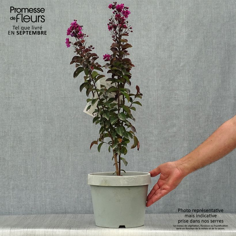 Exemplar von Chinesische Kräuselmyrte Rhapsody In Blue - Lagerstroemia Topf mit 7,5L/10L, Strauch wie im Herbst geliefert