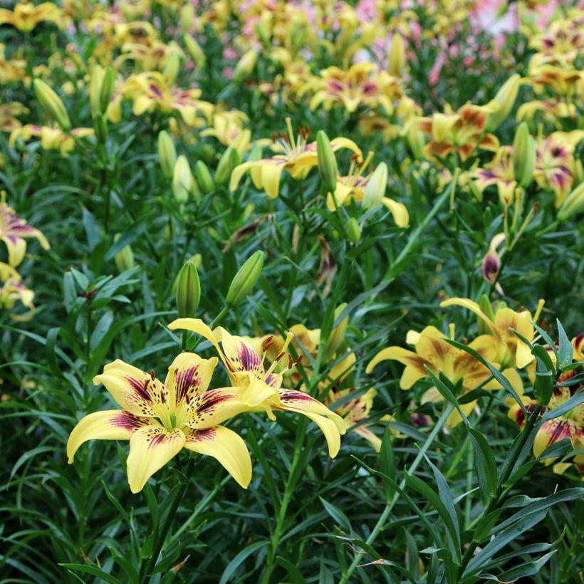 Asiatische Lilie Pieton - Lilium (Wuchs)
