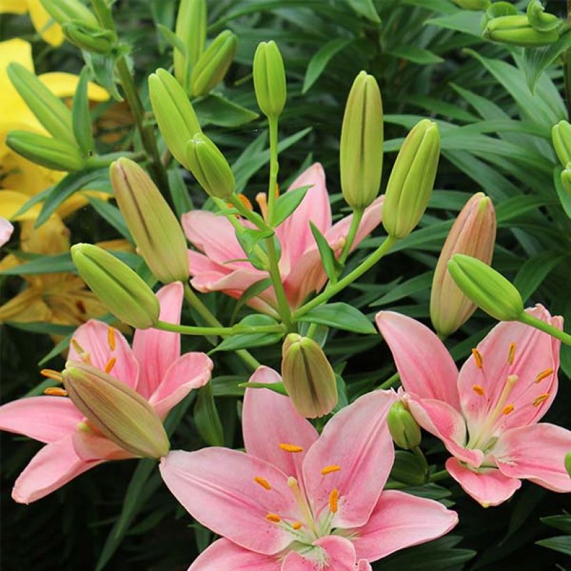 Asiatische Lilie Foxtrot - Lilium (Flowering)