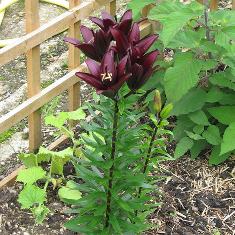 Asiatische Lilie Landini - Lilium (Wuchs)