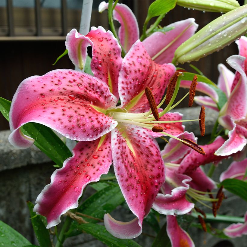 Orientalische Lilie Imperial Crimson - Lilium (Blüte)