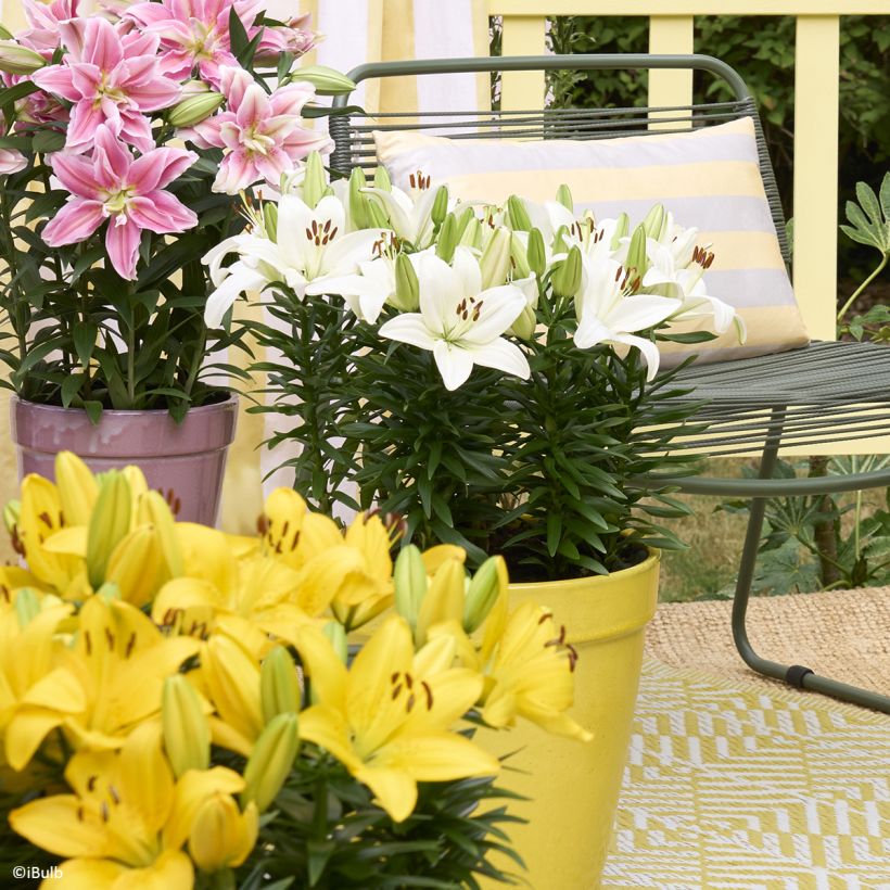 Asiatische Lilie Gwen - Lilium (Wuchs)