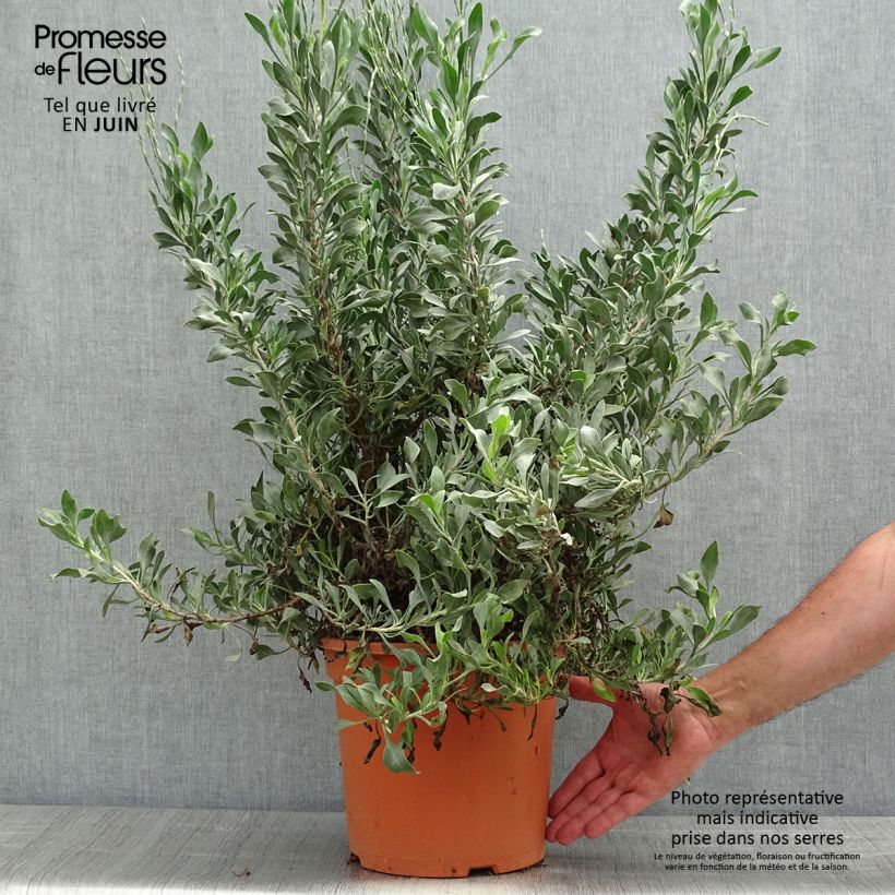 Exemplar von Limoniastrum monopetalum - Strauchstrandflieder Topf mit 7,5L/10L wie im Frühjahr geliefert