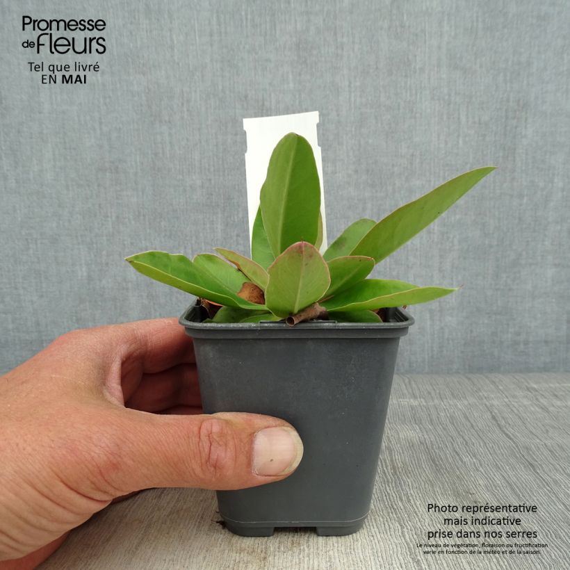 Exemplar von Limonium gmelinii ssp hungaricum - Ungarischer Steppen-Blauschleier Kleine Töpfe von 8/9 cm wie im Frühjahr geliefert