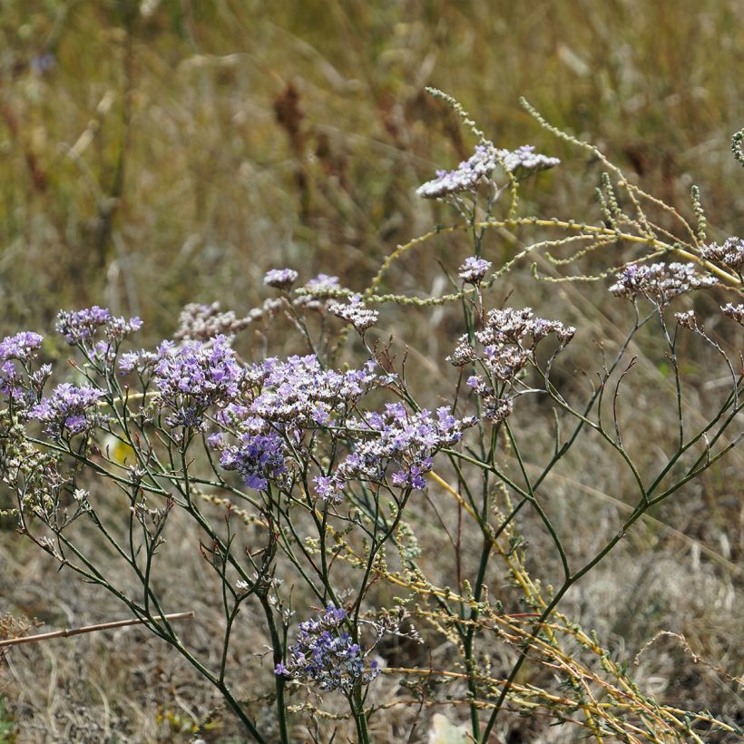 Limonium gmelinii ssp hungaricum - Ungarischer Steppen-Blauschleier (Wuchs)
