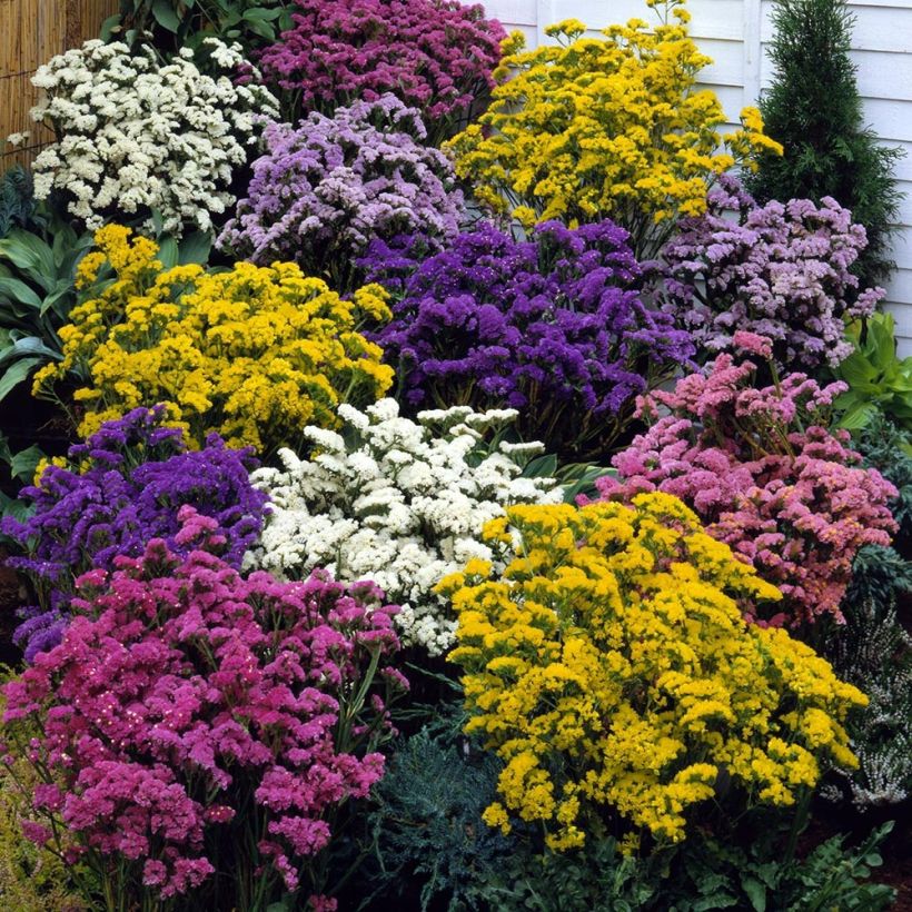 Geflügelter Strandflieder Forever Mix - Limonium (Wuchs)