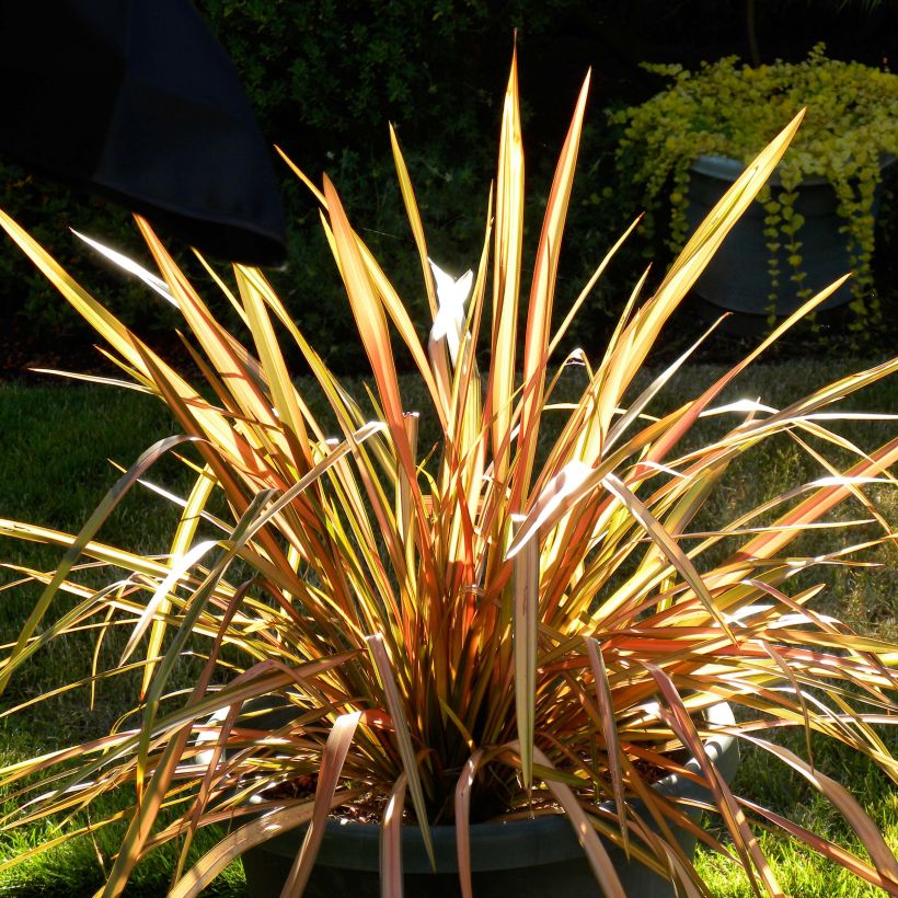Phormium tenax Flamingo (Wuchs)